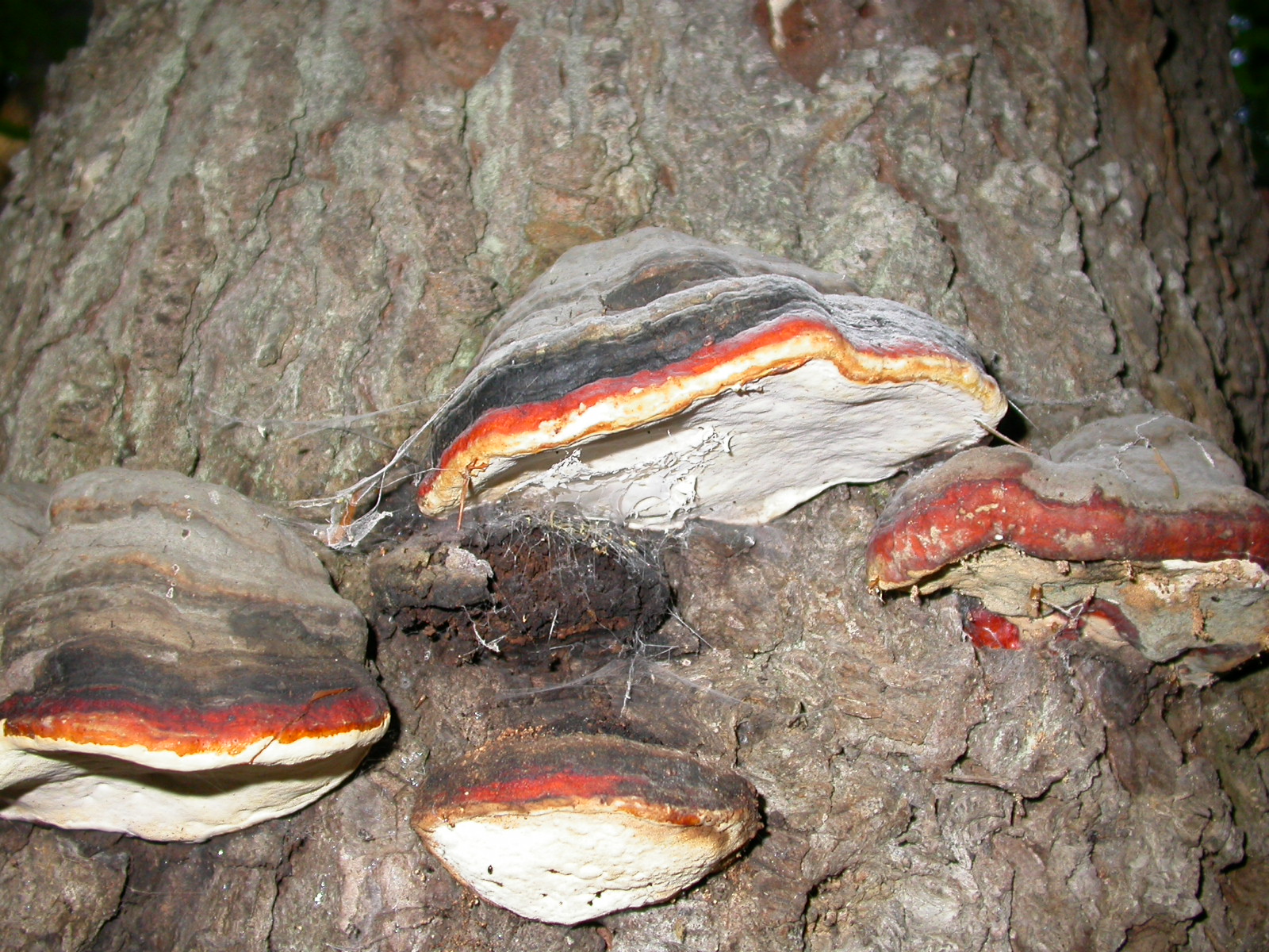 Yassı Reishi Mantarı - Ganoderma applanatum